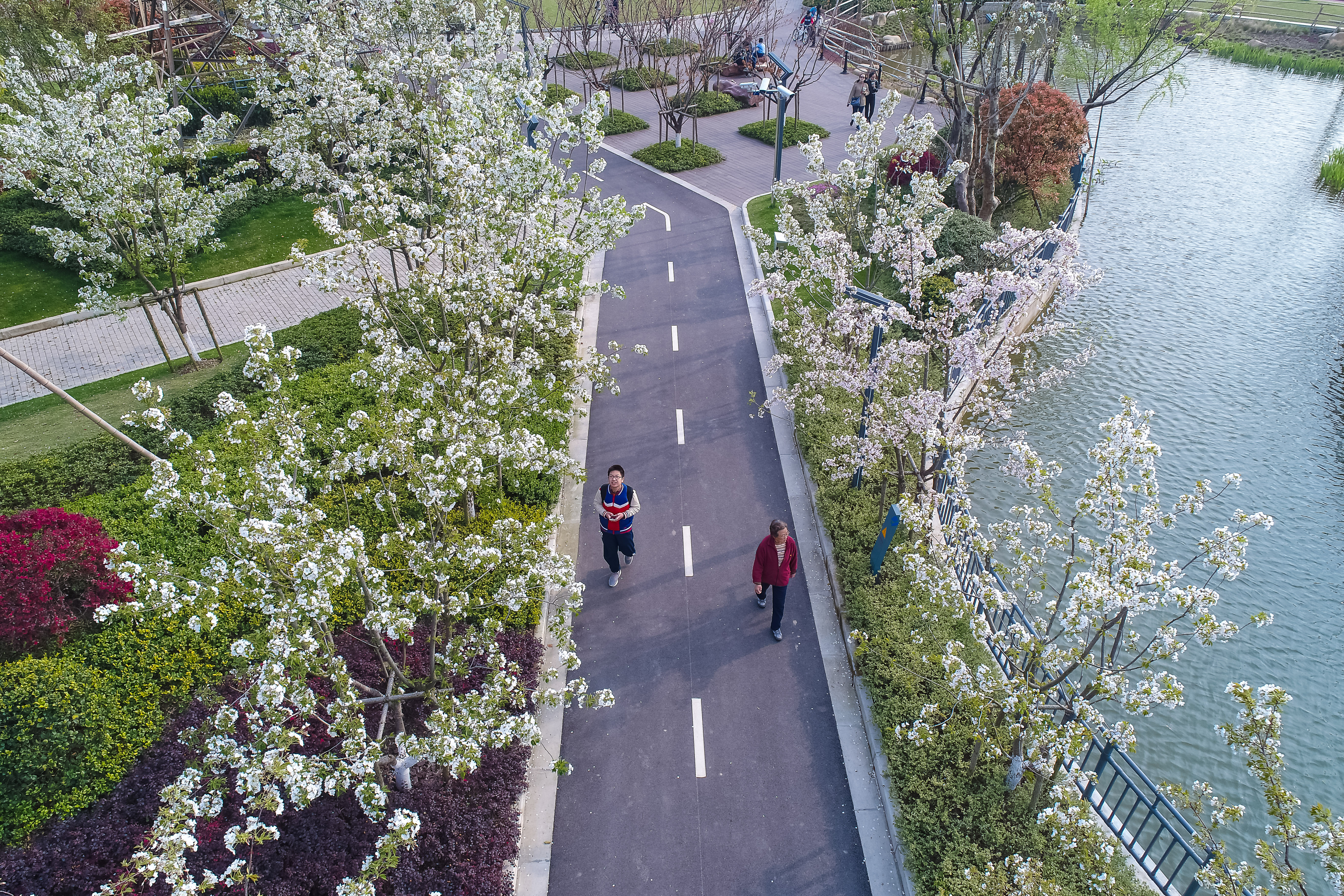 桂江路樱花大道